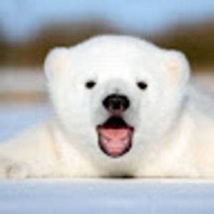 Meet your Posher, Heidi